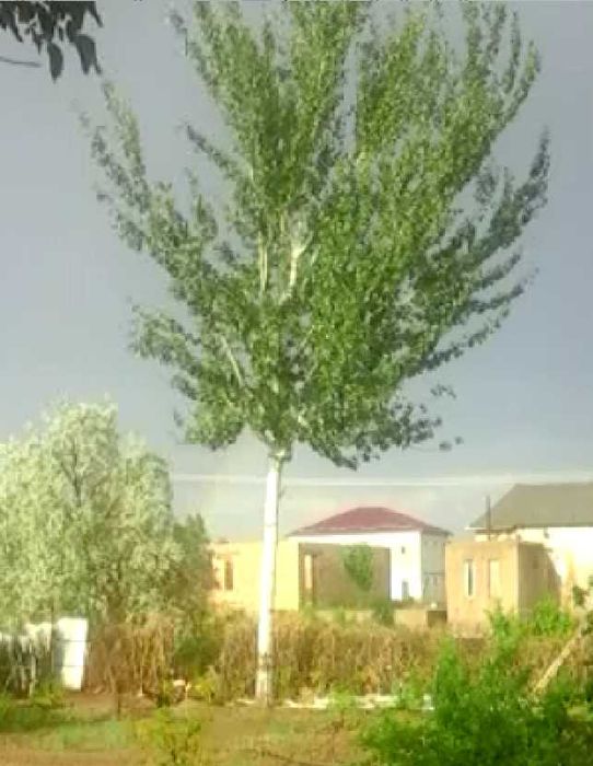 Продается длины бревно 6+ метра.