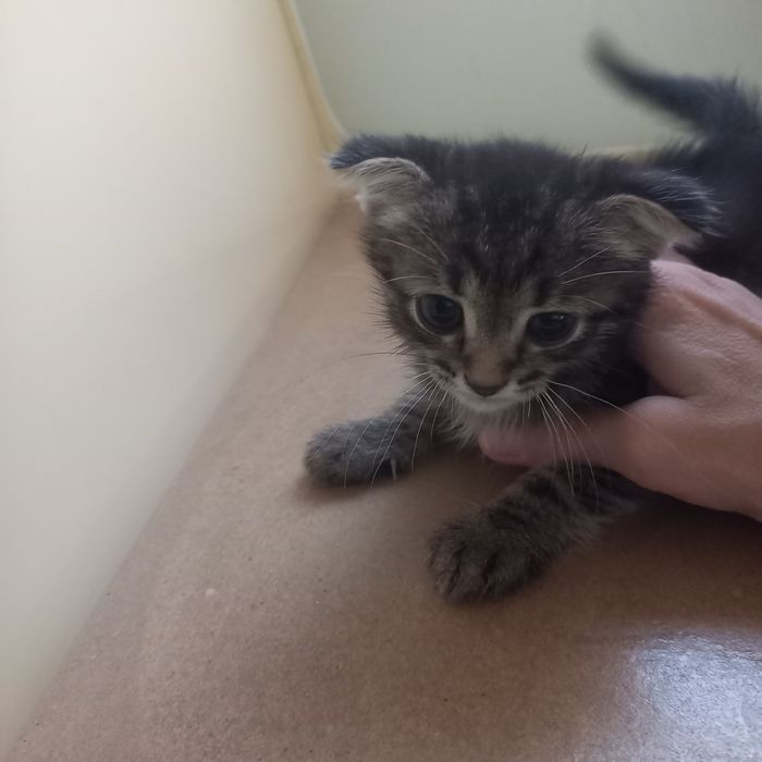 Вислоухий котёнок 1,5 мес мальчик