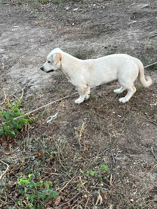 Подарявам кучета спешно в чудесно здраве с ваксини