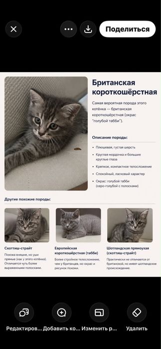 Британские котята
