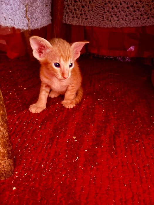 Ориентальные котчта