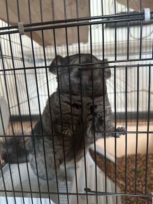 Продам шиншилла вместе клетками со всеми
