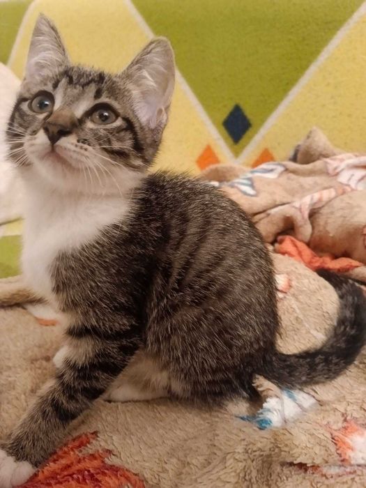 Отдам котенка СРОЧНО