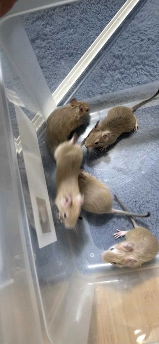 Donez pui veverita Degu, zona Militari