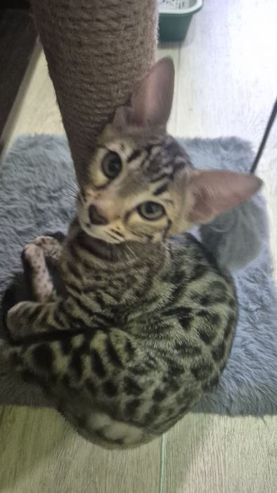 Бенгальские котята