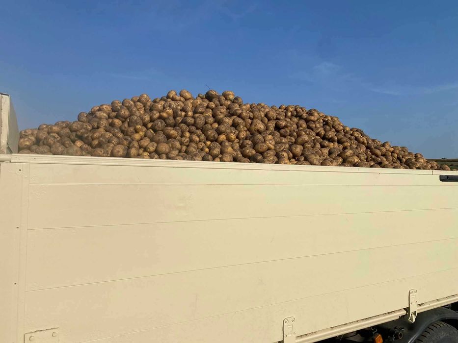 Cartofi Consum cu miez galben