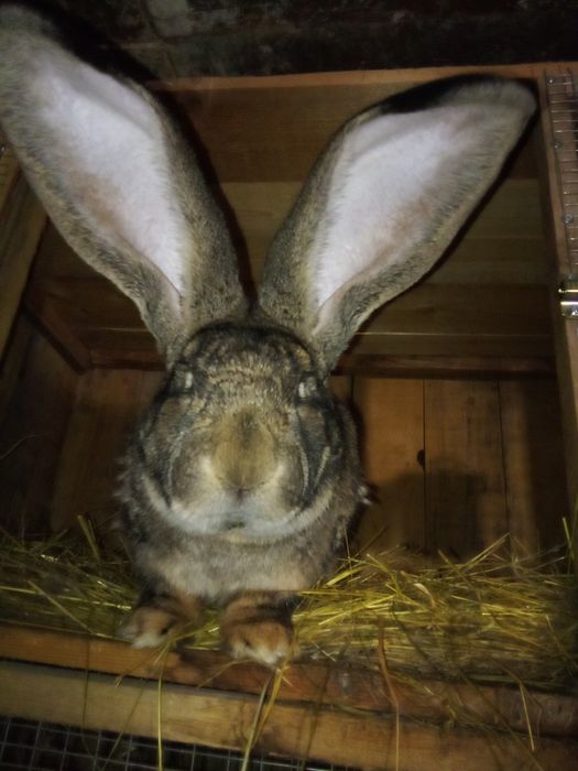 Продавам зайци Великани