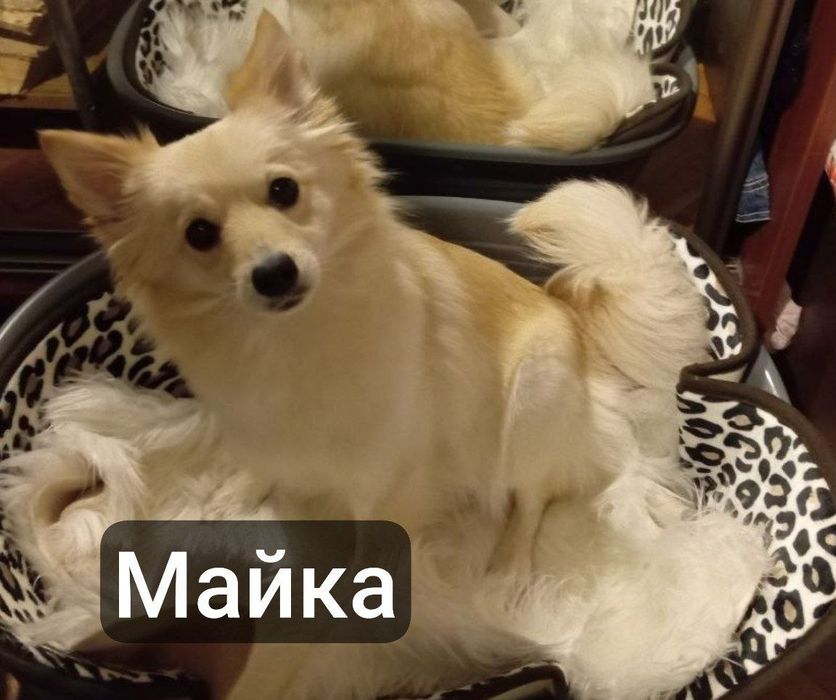 женско кученце шпиц
