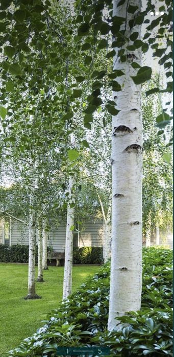 Mesteacăn , tei de floare, frasin