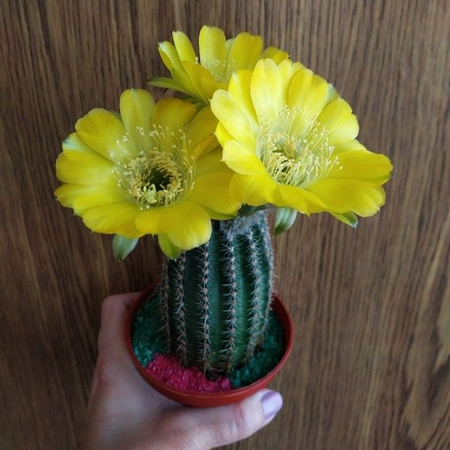 Необычный кактус.