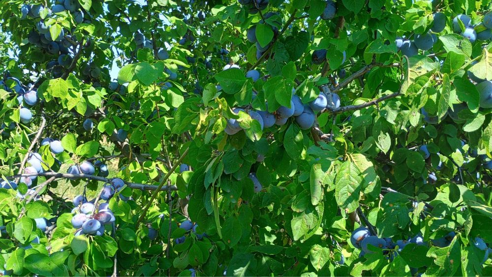 Prune de vânzare