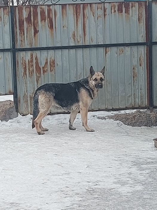 Щенки Восточноевропейской овчарки