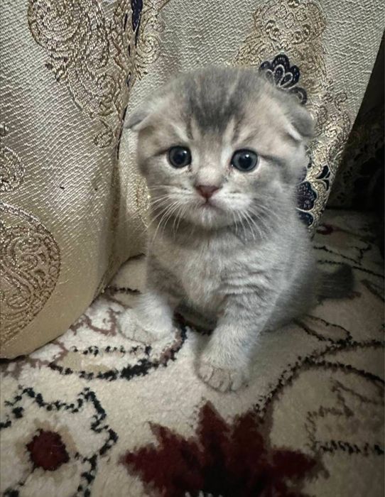 Скотиш Фолд  кот