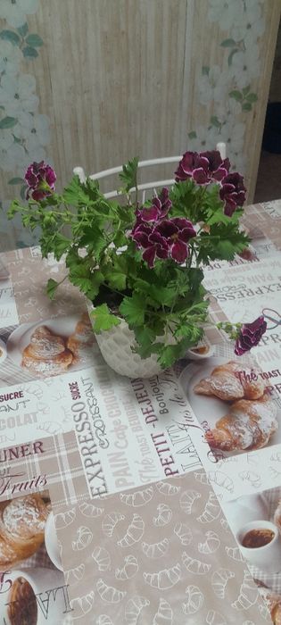 Комнатный цветы,цены разные.