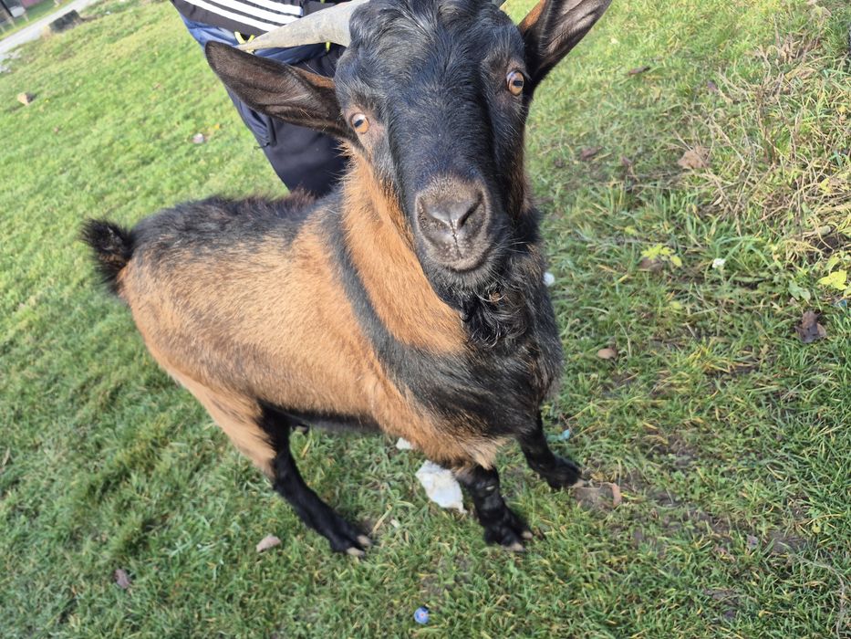 Tap tanar,de 8 luni.