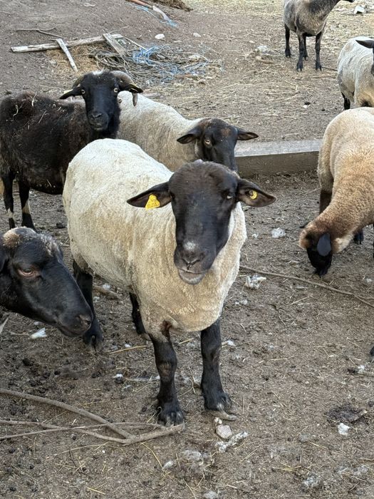 Vand oii suffolk cu mieluti!