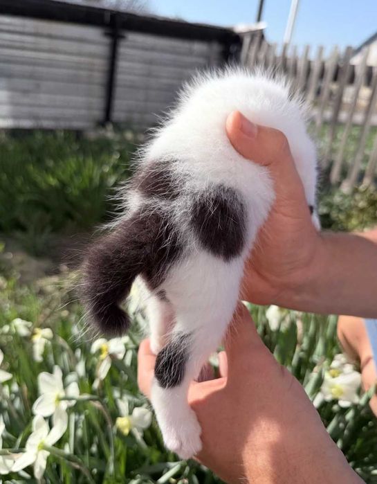 Ласковая кошечка ищет дом