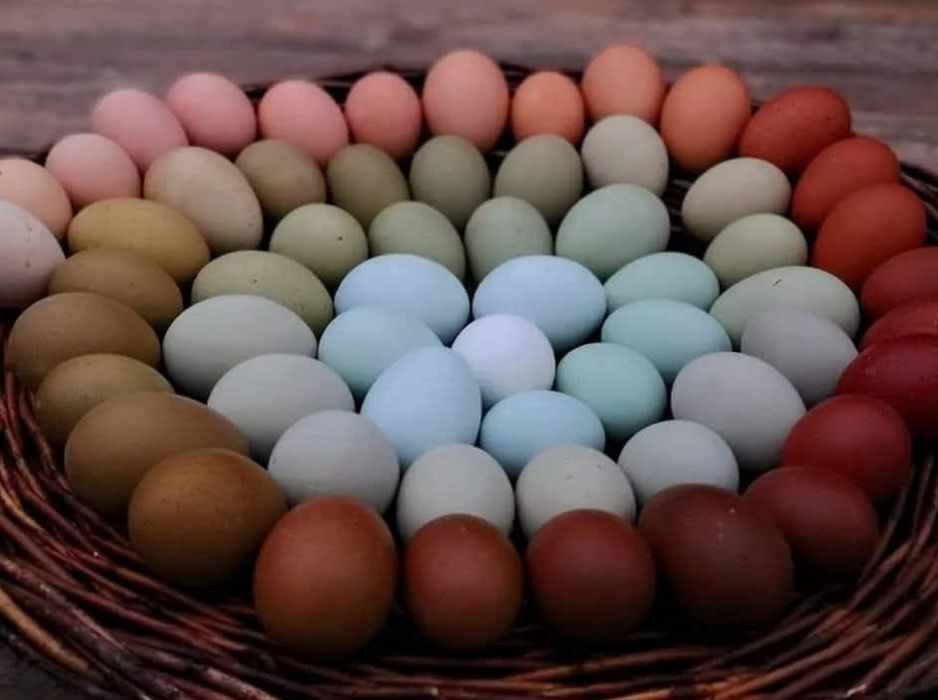 Цветни разплодни яйца