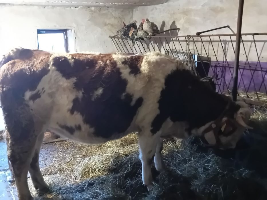 Vând junică gestantă în 6 luni