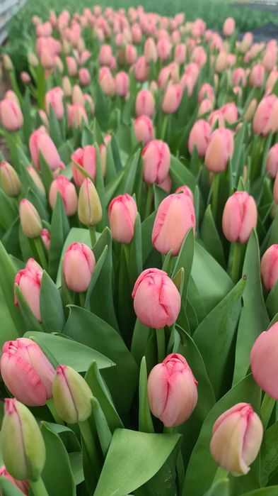 Тюльпаны триумф оптом Алматы и область