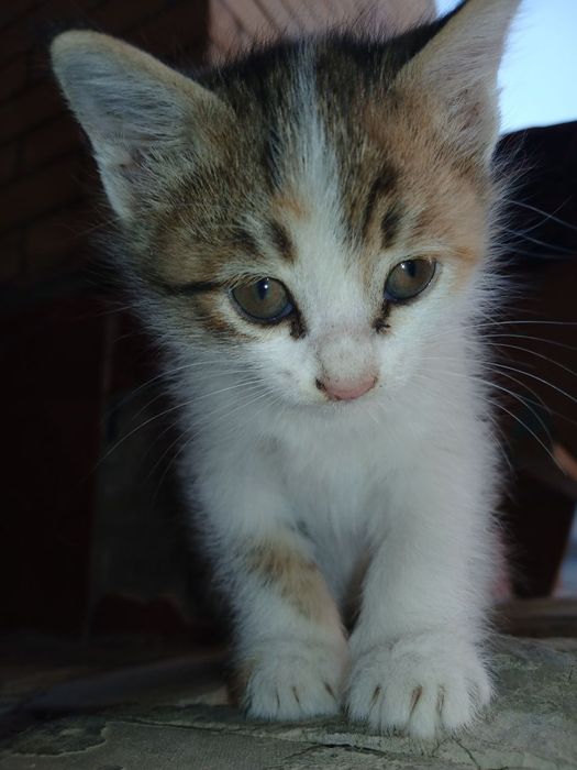 Отдам даром котенек