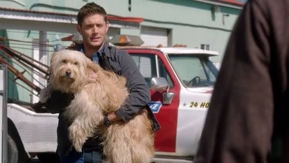 Отдам даром щенка девочка