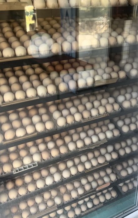 Суточный цыплята бройлера