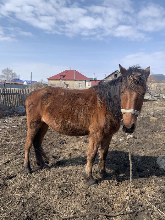 Продам кобылу 7 летку жеребая