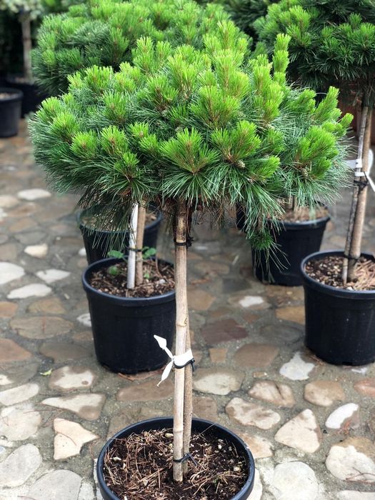 Ienupar tarator, tuia globosa, thuja smaragd,  columnaris, cedru, pin