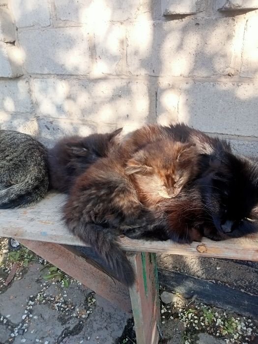 Отдам котят в хорошие руки