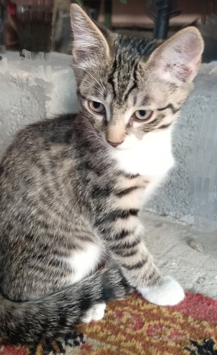 Отдадим бесплатно