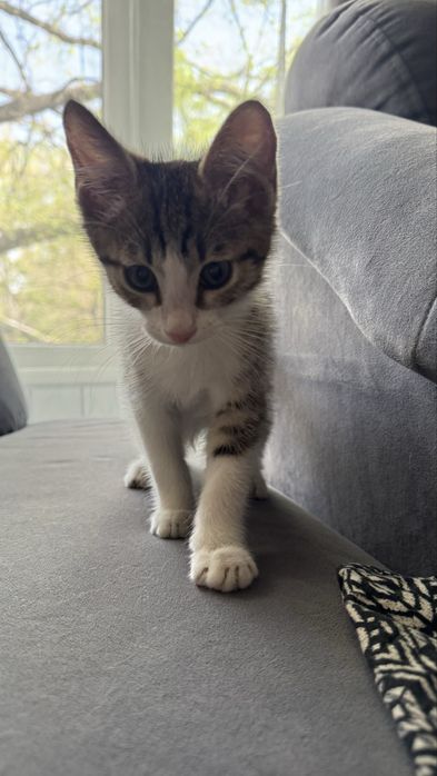 Отдам мальчика котенка