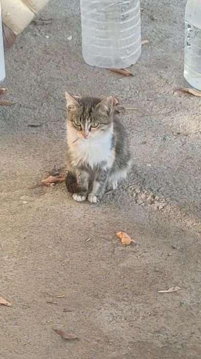 Отдаю кошечку в хорошие руки