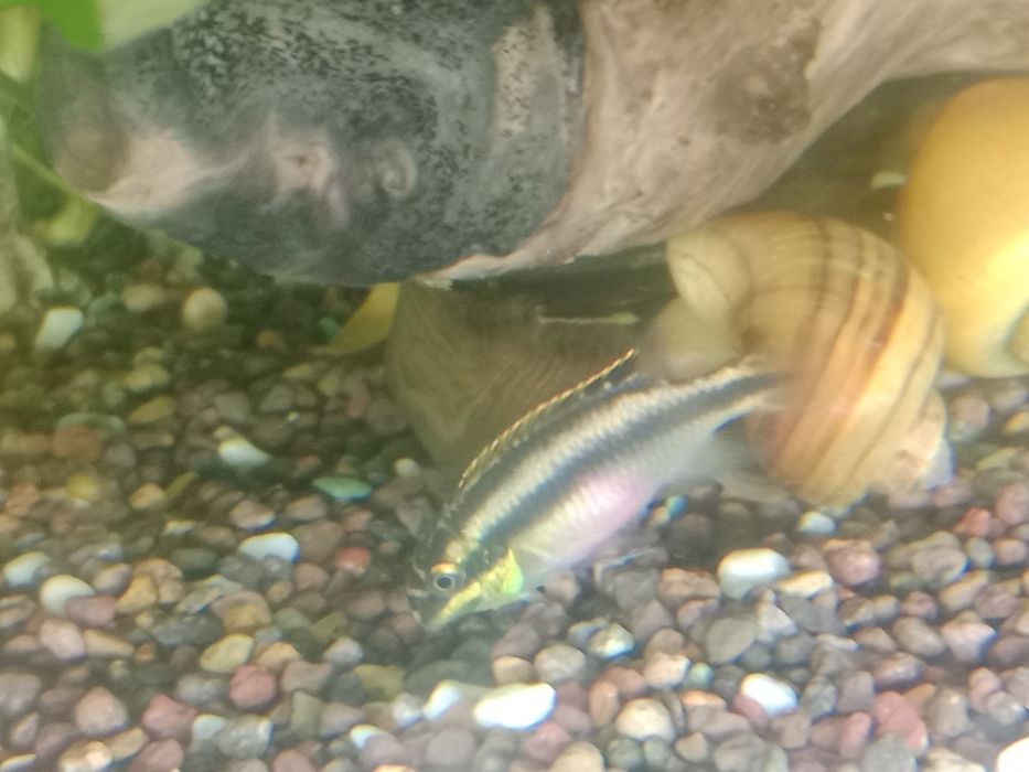 Пельвикахромис рыбка попугай