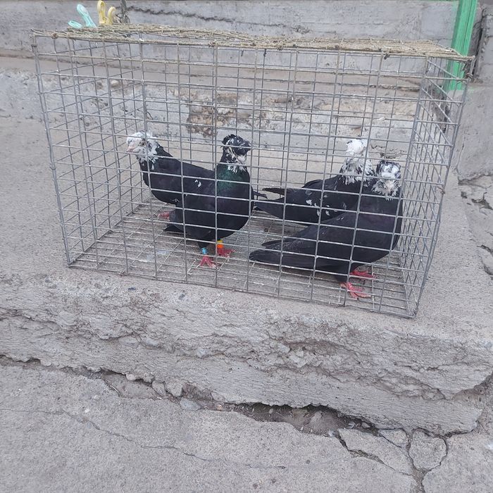 Рябагаловые двух чуби 2пара