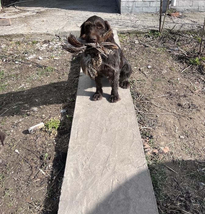 Дратхаар рабочий 2 года