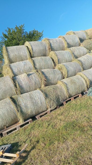 Baloti fan sau lucerna.Livram la TIR MIN 40 Rotuni 1,2x1,2 m sau dreptunghiulari min 500.Fan sau lucerna. Transport inclus RO UE.nu dam la bucata