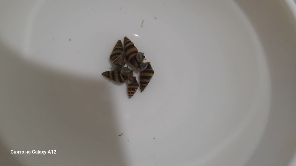 Хелена .Хищная улитка.