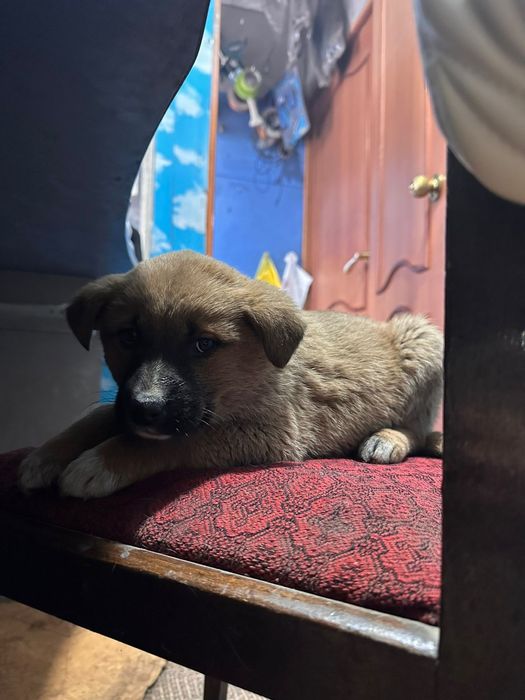 Щенок ищет семью срочно