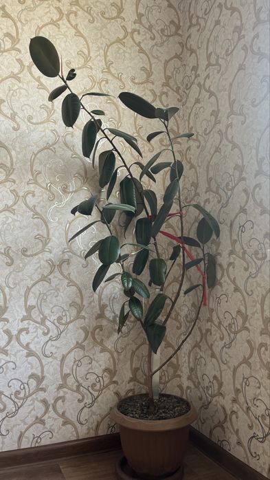 Фикус домашные растения