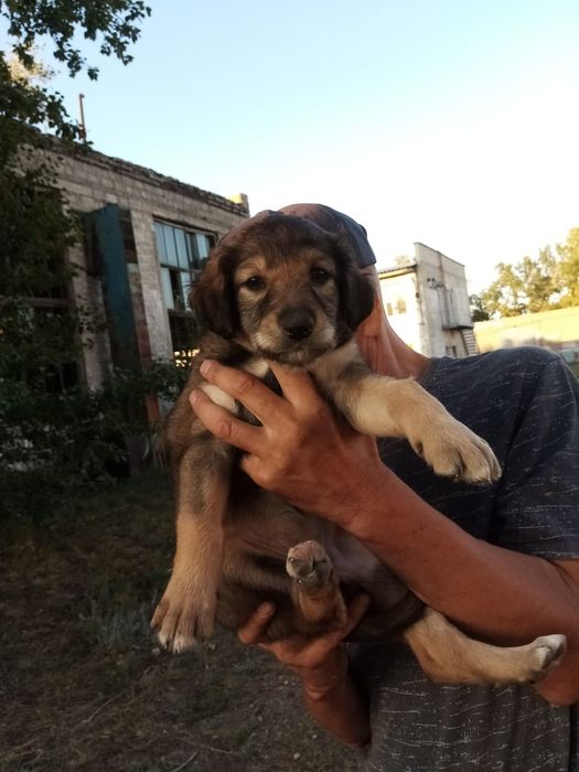 Очаровательные щенки ищут дом Бесплатно !