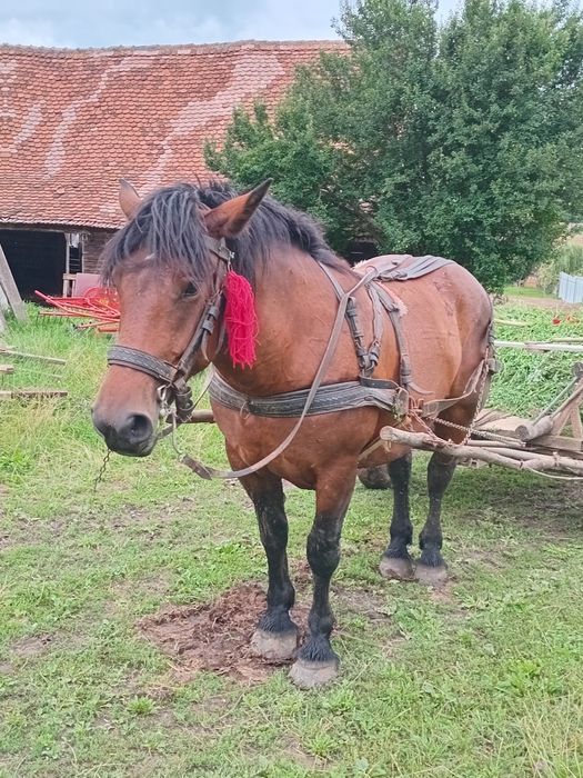 Vând iapă murga de 3 ani