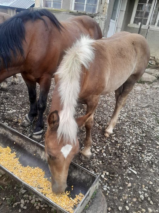 Vând mânz de 5 luni