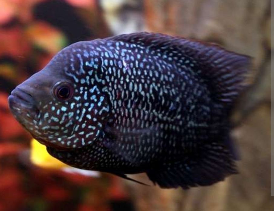 Рыба Фловер Хорн