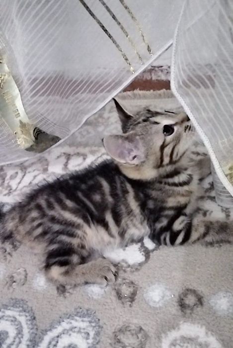 Бенгальские котята