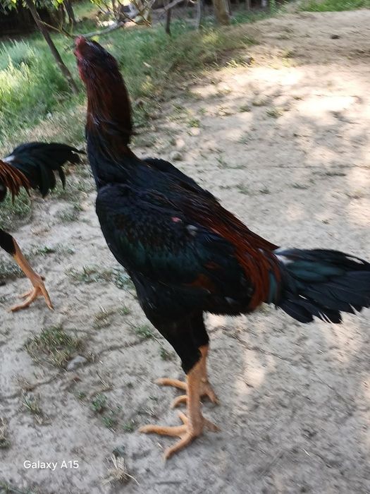 Xoʻrozlar shamo dekabrniki