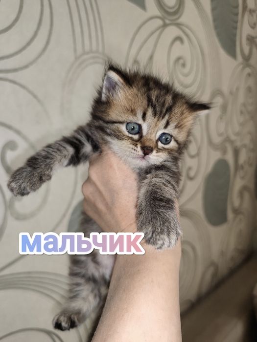 Британские котята