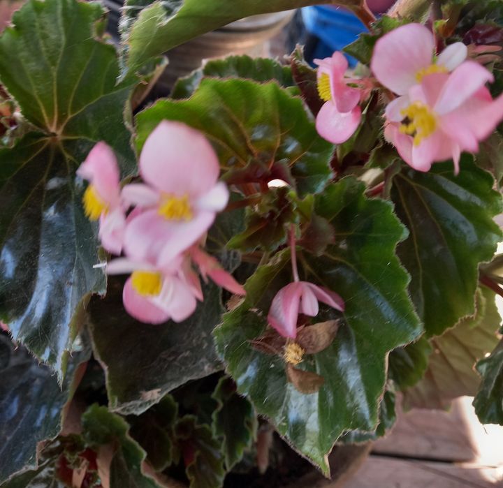 Продам декоративный, острый перец Чили