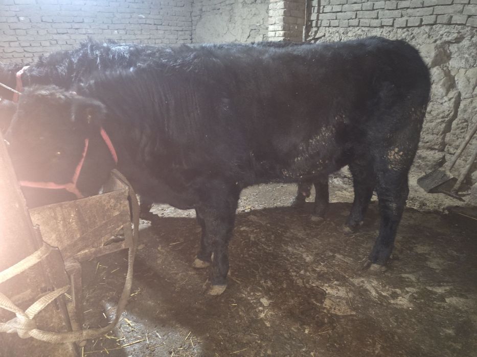 Toza qon angus sotiladi