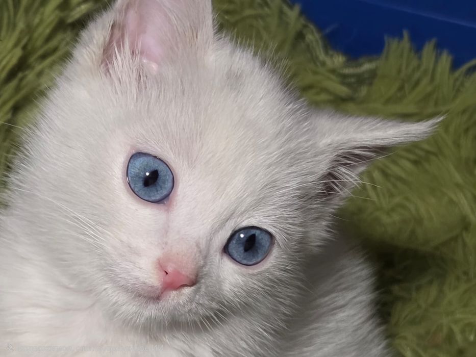 Котенок в добрые руки